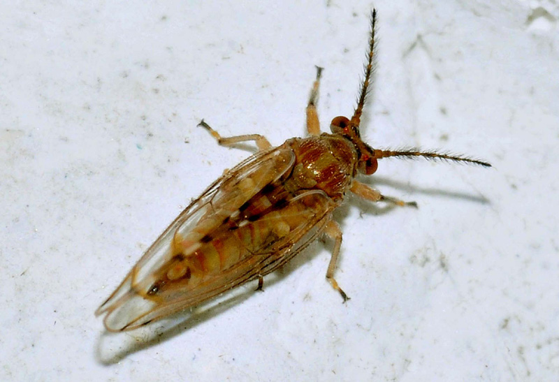 Psylloidea Homotomidae: Homotoma sp.